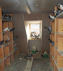 Holubník na radnici v Düsseldorfu