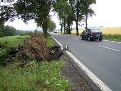 Vývrat stromu u silnice I. třídy