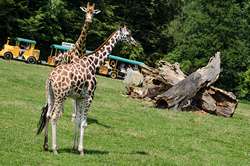 Safari zoo Ostrava