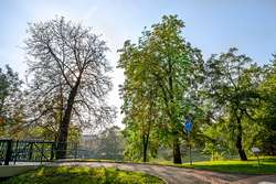Obr. 1. Injektáže – vpravo ošetřený strom, vlevo neošetřený