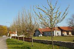 Lozice